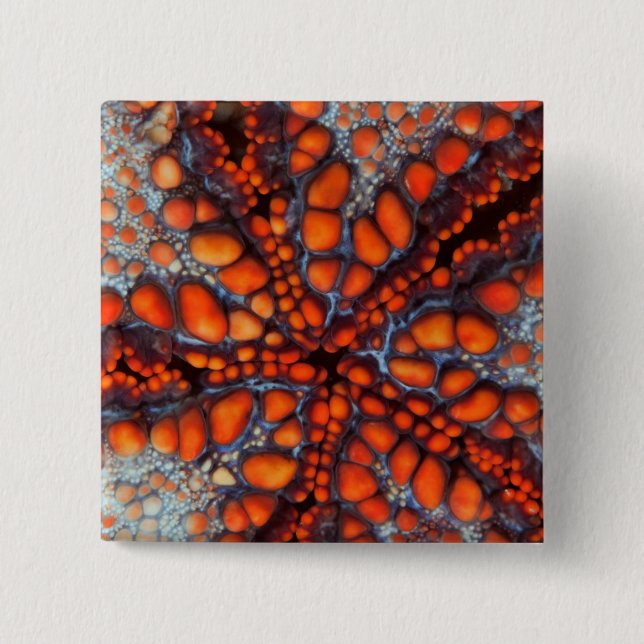 Back Side Of Sea Star |Cambodia Button (Front)