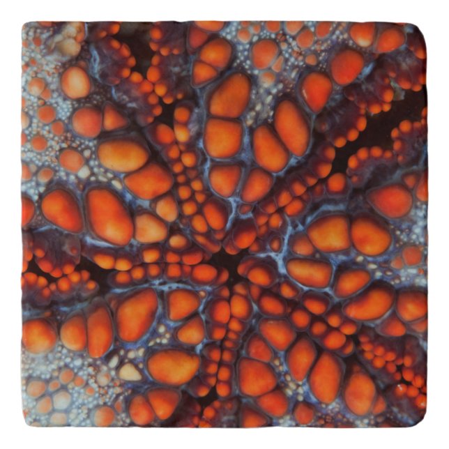 Back Side Of Sea Star |Cambodia Trivet (Front)