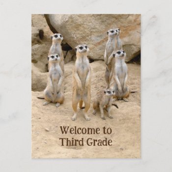 Back To School  Team Teaching Meerkats Postcard by PartyPrep at Zazzle