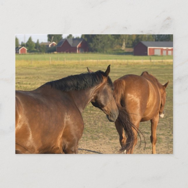Back to the Barn Postcard (Front)