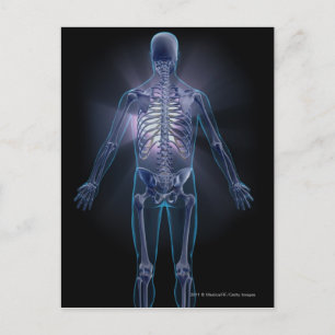 Back view of a human skeleton postcard