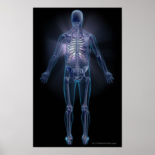Back view of a human skeleton poster (Front)