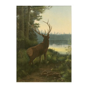Back view of Elk Looking over a Lake Acrylic Print