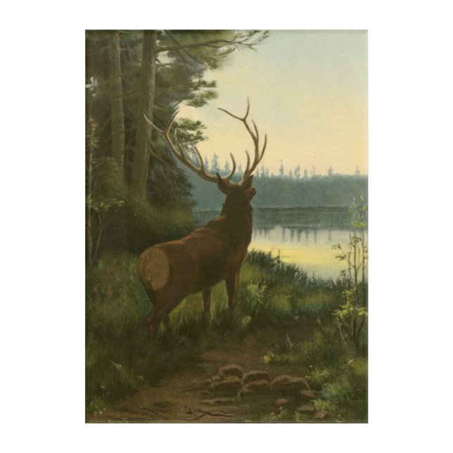 Back view of Elk Looking over a Lake Acrylic Print (Front)