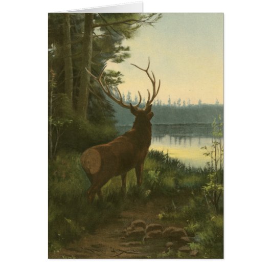 Back view of Elk Looking over a Lake Cards (Front)