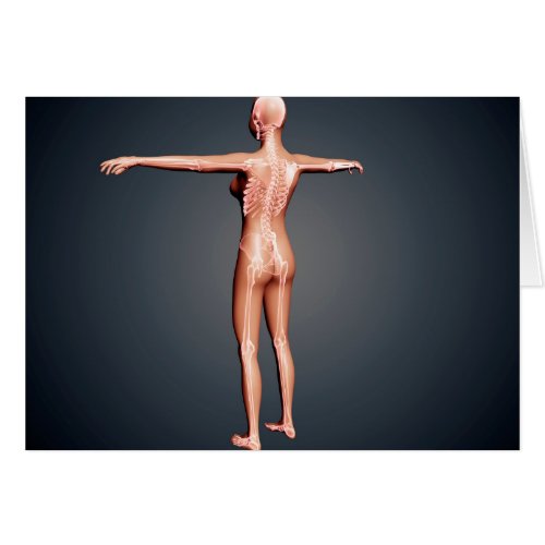 Back View Of Female Body With Skeletal System