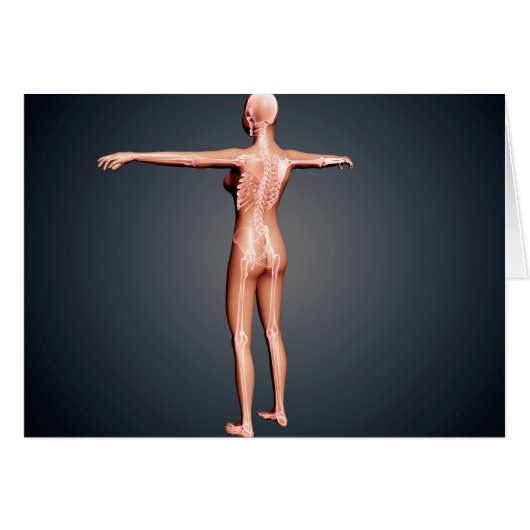 Back View Of Female Body With Skeletal System (Front Horizontal)