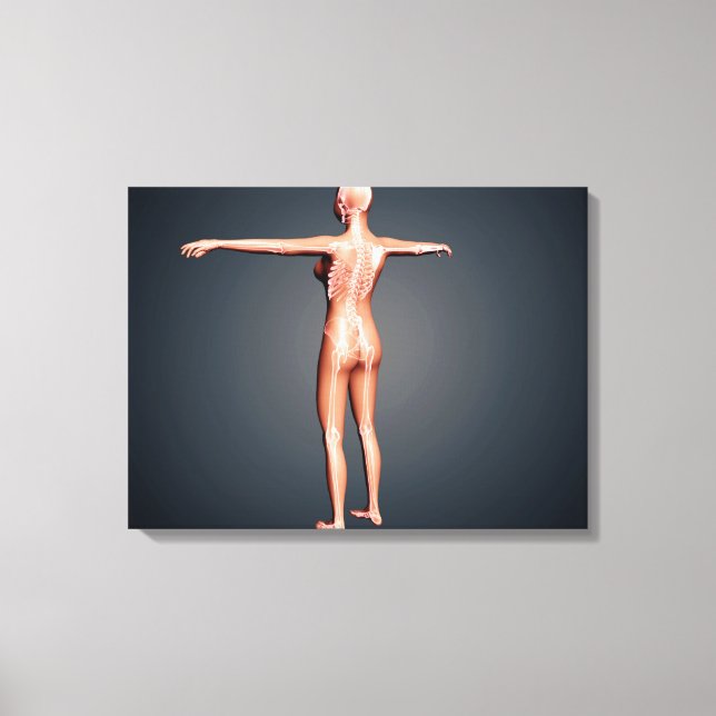 Back View Of Female Body With Skeletal System Canvas Print (Front)