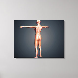 Back View Of Female Body With Skeletal System Canvas Print