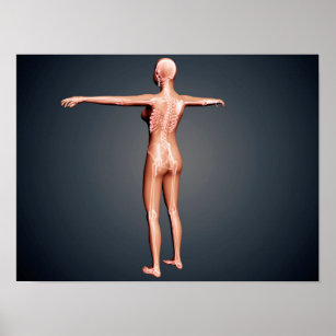 Back View Of Female Body With Skeletal System Poster