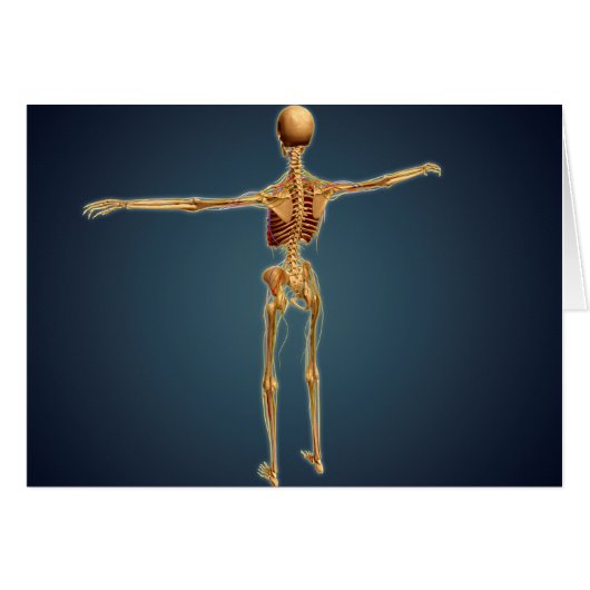 Back View Of Human Skeleton With Nervous System (Front Horizontal)