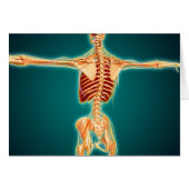 Back View Of Human Skeleton With Nervous System (Front Horizontal)