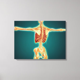 Back View Of Human Skeleton With Nervous System Canvas Print