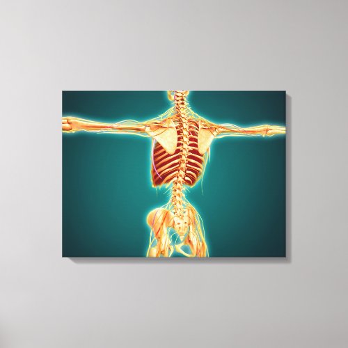 Back View Of Human Skeleton With Nervous System Canvas Print