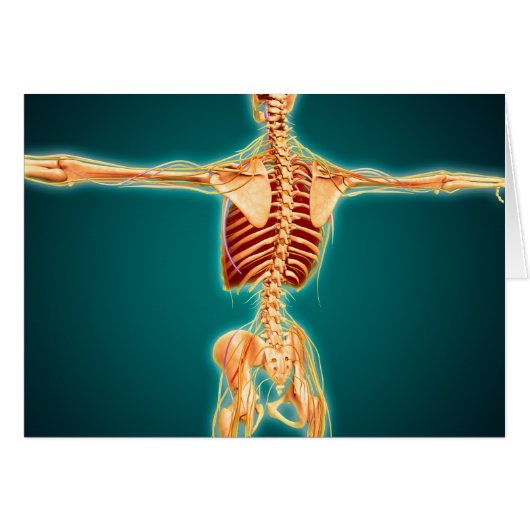 Back View Of Human Skeleton With Nervous System Cards (Front Horizontal)