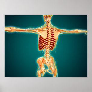 Back View Of Human Skeleton With Nervous System Poster