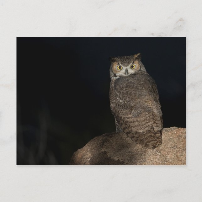 Back yard Great Horned Owl Postcard (Front)