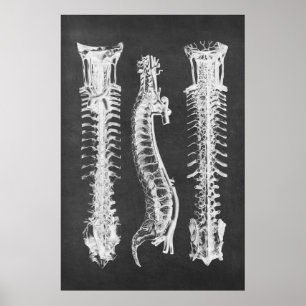 Backbone Vertebrae Anatomy Print no.2