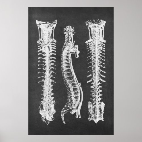 Backbone Vertebrae Anatomy Print no2