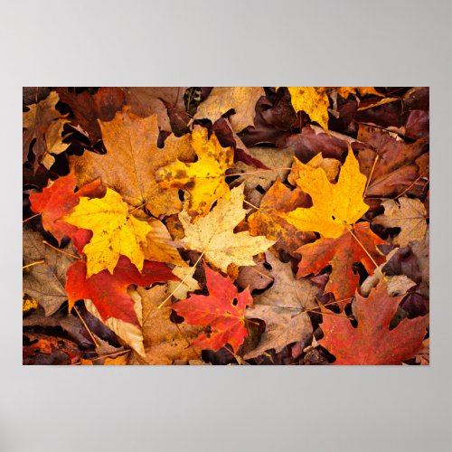 Background Of Colorful Autumn Leaves On Forest Poster