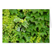 Background of Japanese creeper (Front Horizontal)