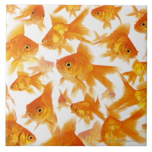 Background Showing a Large Group of Goldfish Ceramic Tile