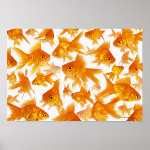 Background Showing a Large Group of Goldfish Poster