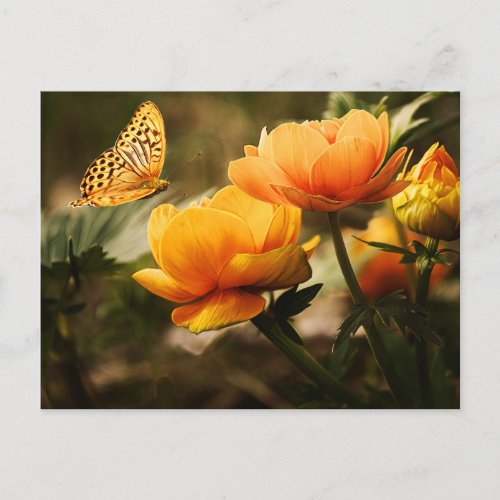 Background With Flower And Butterfly Postcard