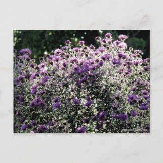Backlit Asters Postcard