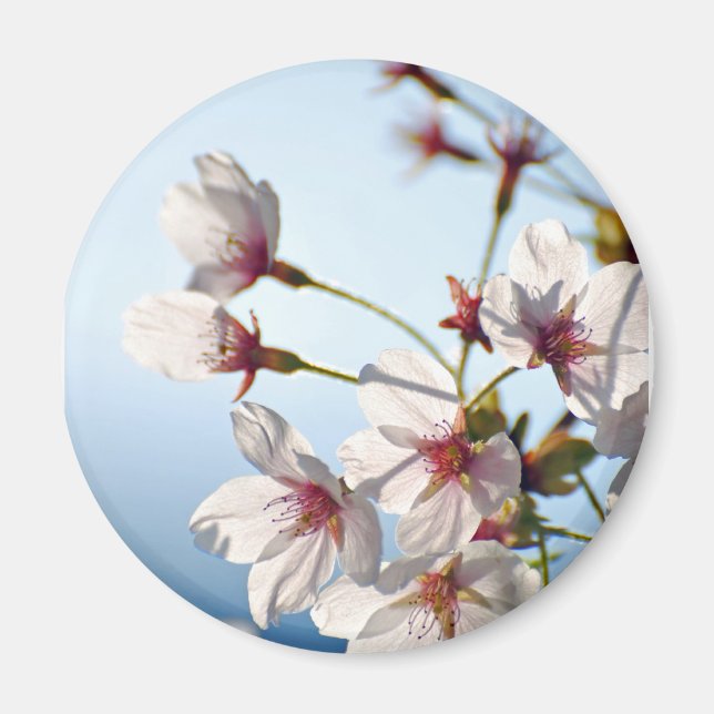 Backlit Cherry Blossoms Magnet (Front)