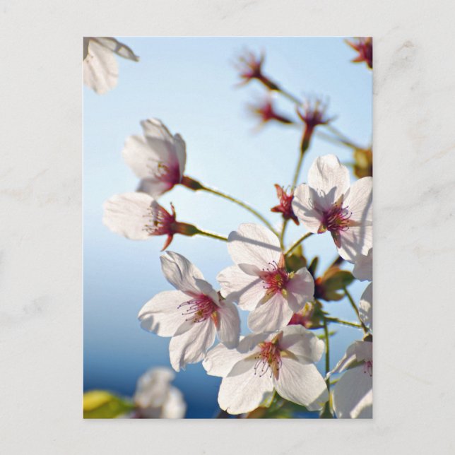 Backlit Cherry Blossoms Postcard (Front)