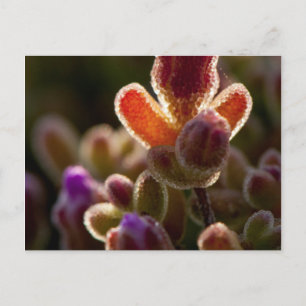 Backlit Colorful Succulent Flower Bud With Rim Postcard