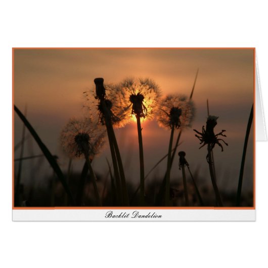Backlit Dandelion Cards (Front Horizontal)