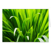 Backlit Leaves in Garden (Front Horizontal)