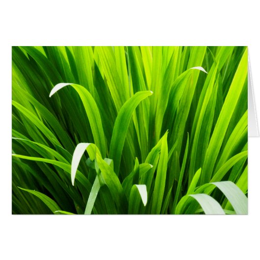 Backlit Leaves in Garden Cards (Front Horizontal)