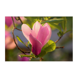 Backlit Magnolia Acrylic Art