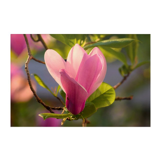 Backlit Magnolia Acrylic Art (Front)
