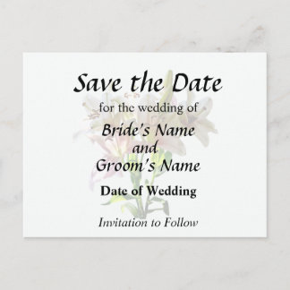 Backlit Pale Pink Lilies Announcement Postcard