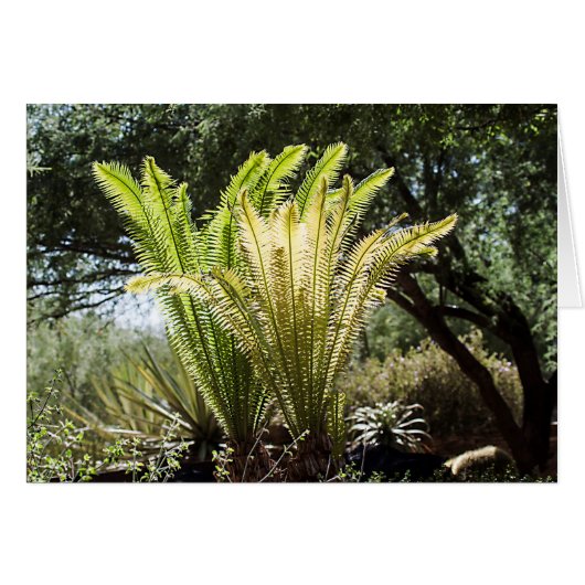 Backlit palms cards (Front Horizontal)