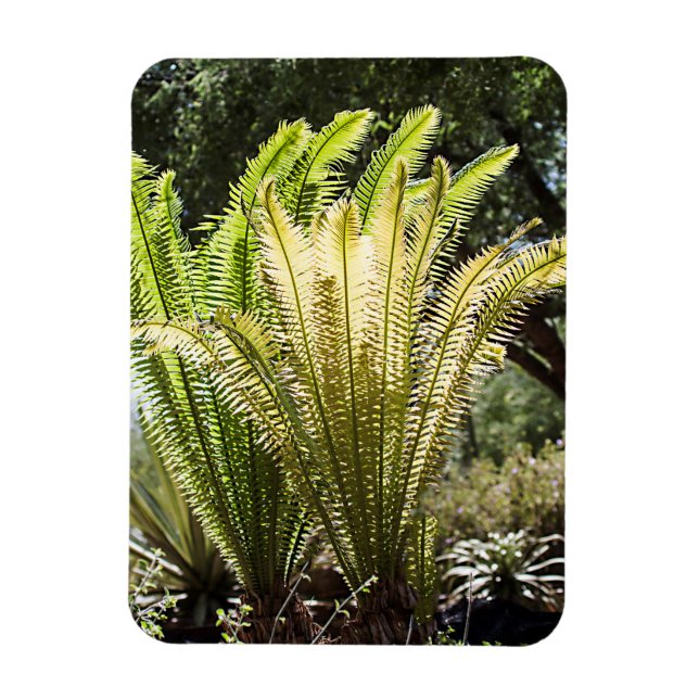 Backlit palms magnet (Vertical)