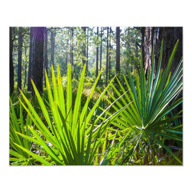 Backlit Saw Palmetto Fronds Photo Print (Front)