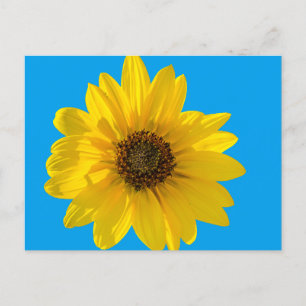 Backlit Sunflower (Helianthus) Postcard