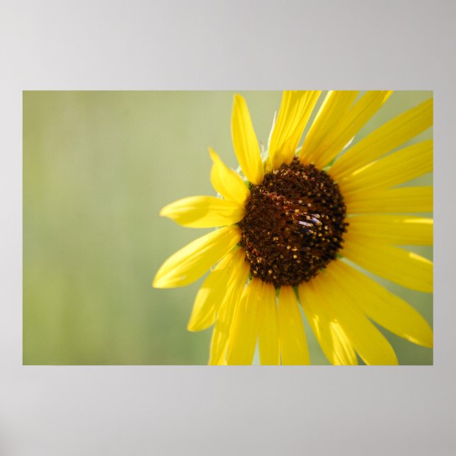 Backlit Wild Sunflower Canvas Poster (Front)