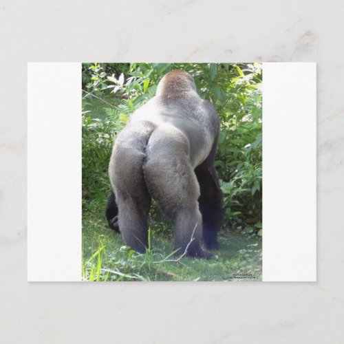 Backside of Gorilla Postcard