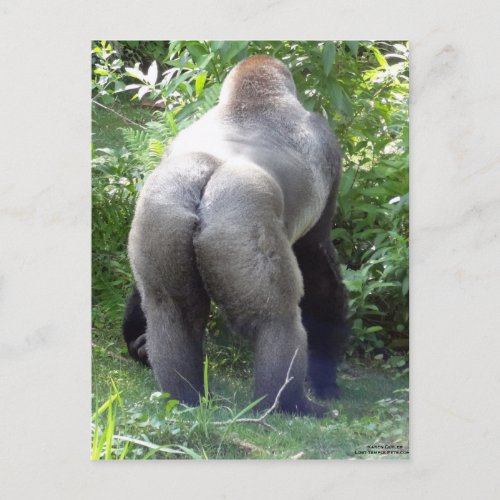 Backside of Gorilla Postcard