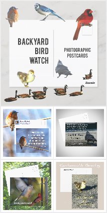 Backyard Bird Watch Photographic Postcards