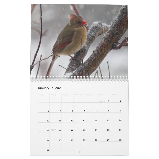 Backyard Birds Calendar (Jan 2021)