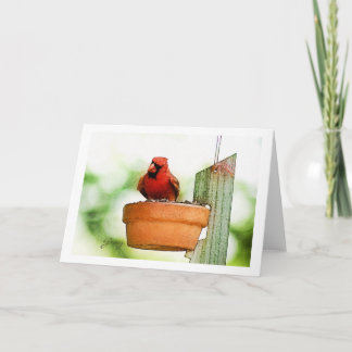 Backyard Birds Notecards