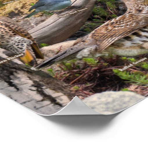 Backyard Birds of Alberta Poster Zazzle