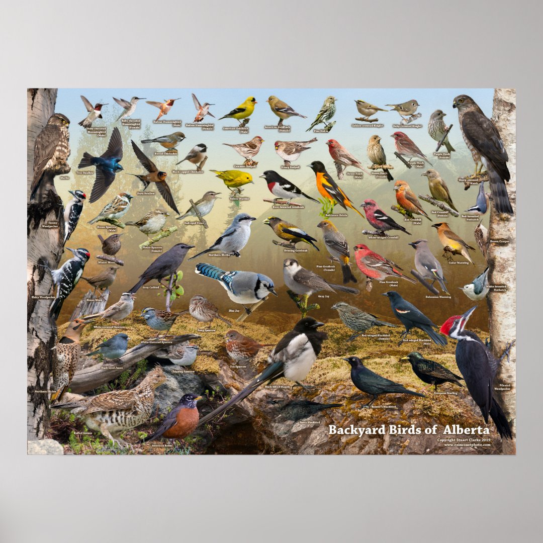 Backyard Birds of Alberta Poster Zazzle